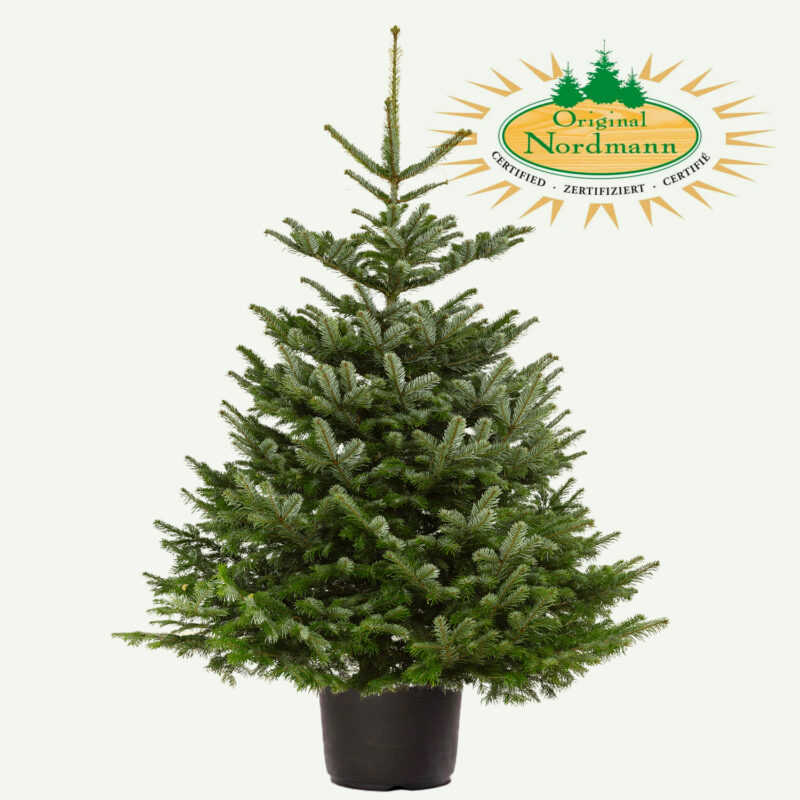 Abies Nordmann Luxe in pot