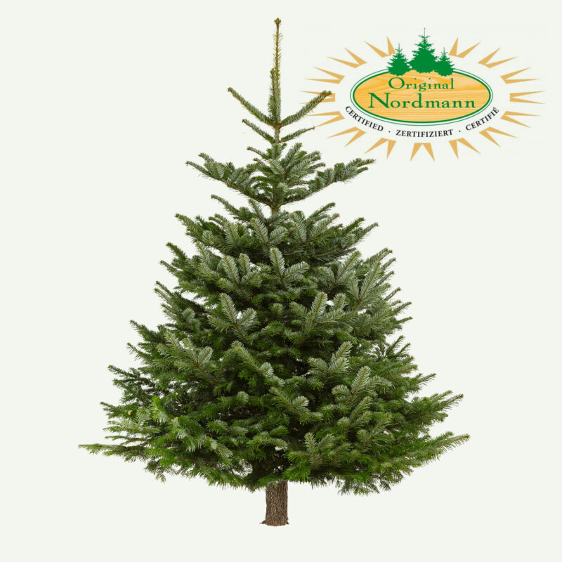 Abies Nordmann Luxe <br> zaag