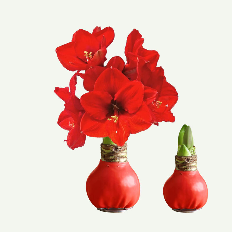 Amaryllis bol