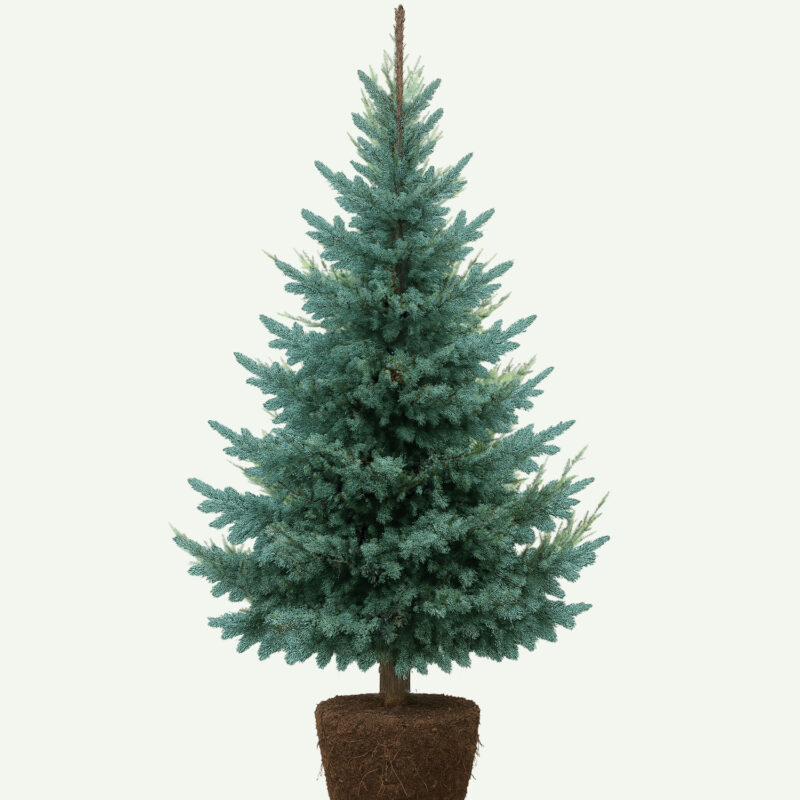 Picea Omorika Blauwspar <br> kluit