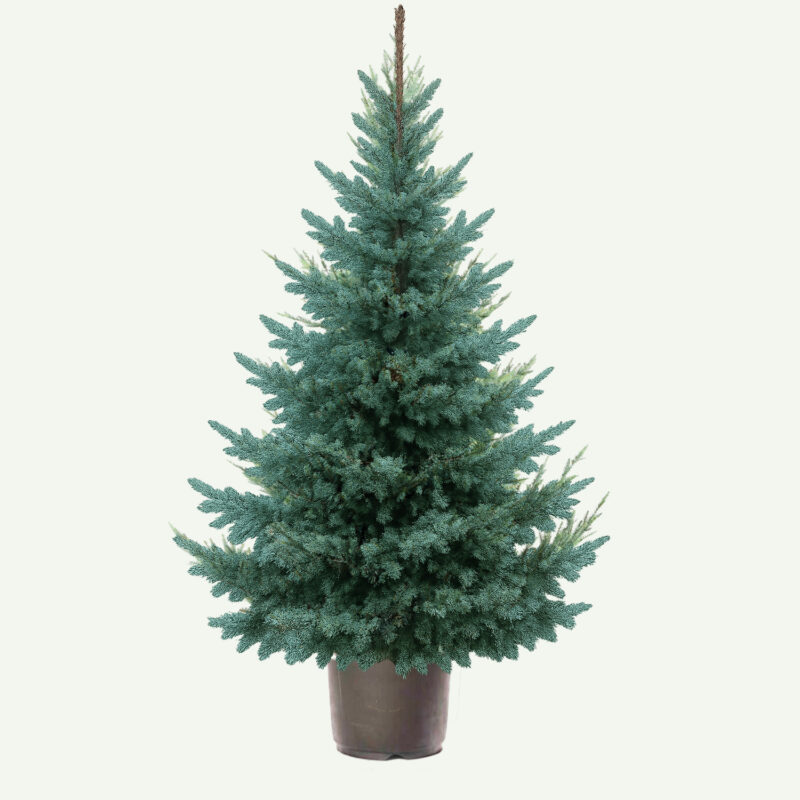 Picea Omorika Blauwspar <br> pot