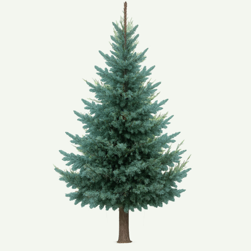 Picea Omorika Blauwspar <br> zaag