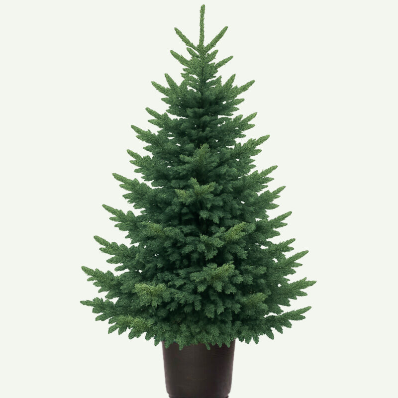 Abies Fraseri Geurend <br> in pot
