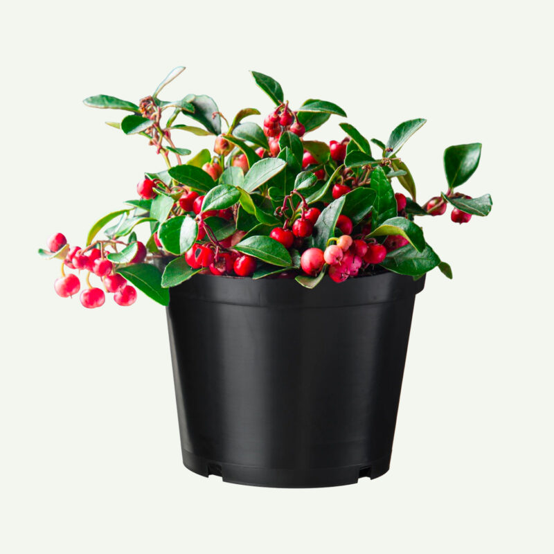 Gaultheria <br> in pot