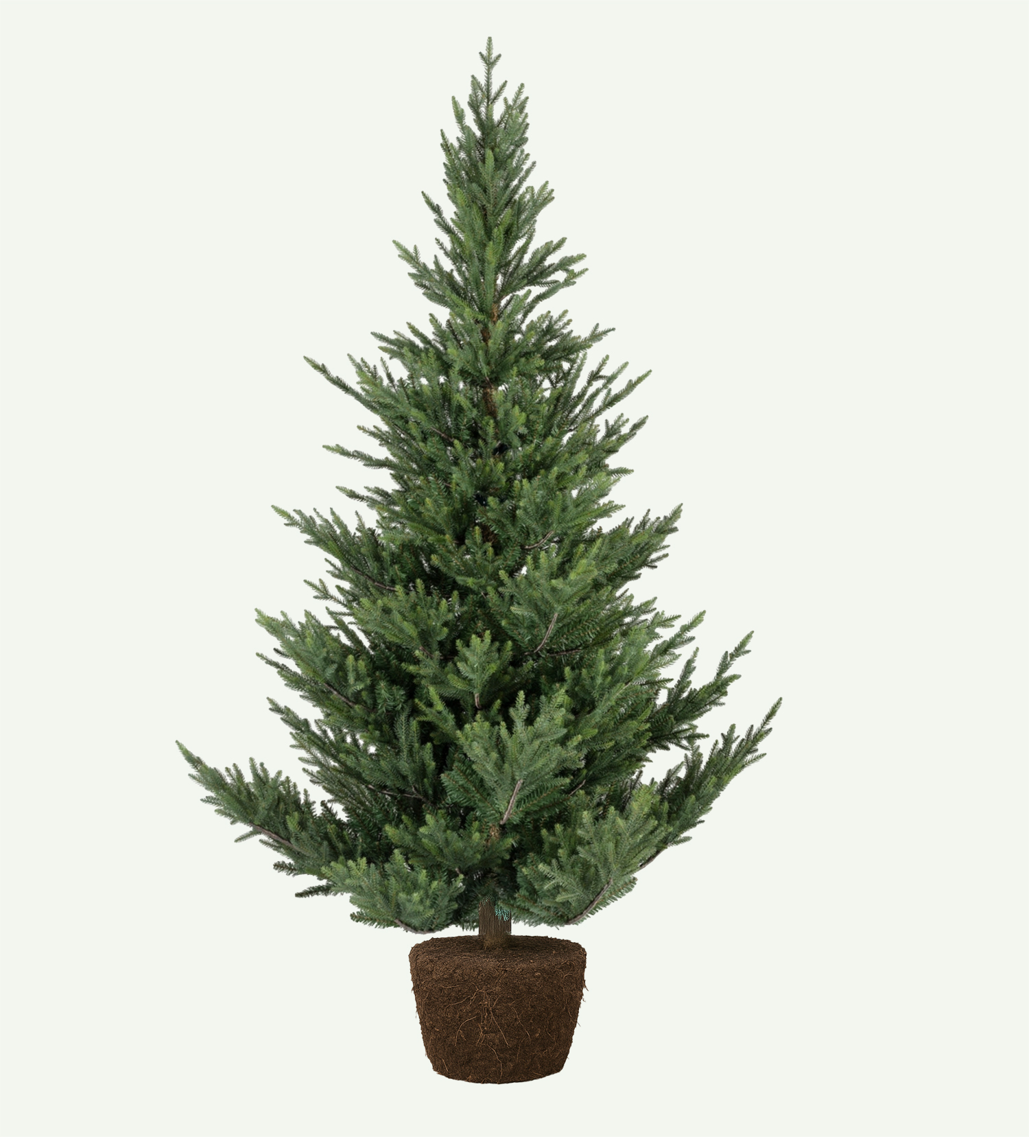 Picea Abies Klassiek Groenspar kluit