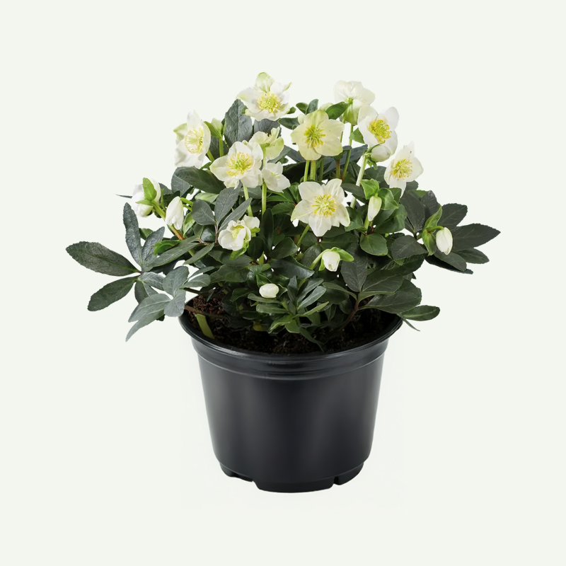 Kerstroos Helleborus <br>in pot