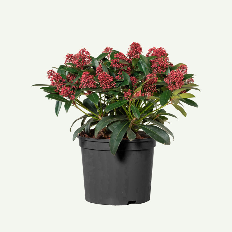 Skimmia Rubella <br> in pot