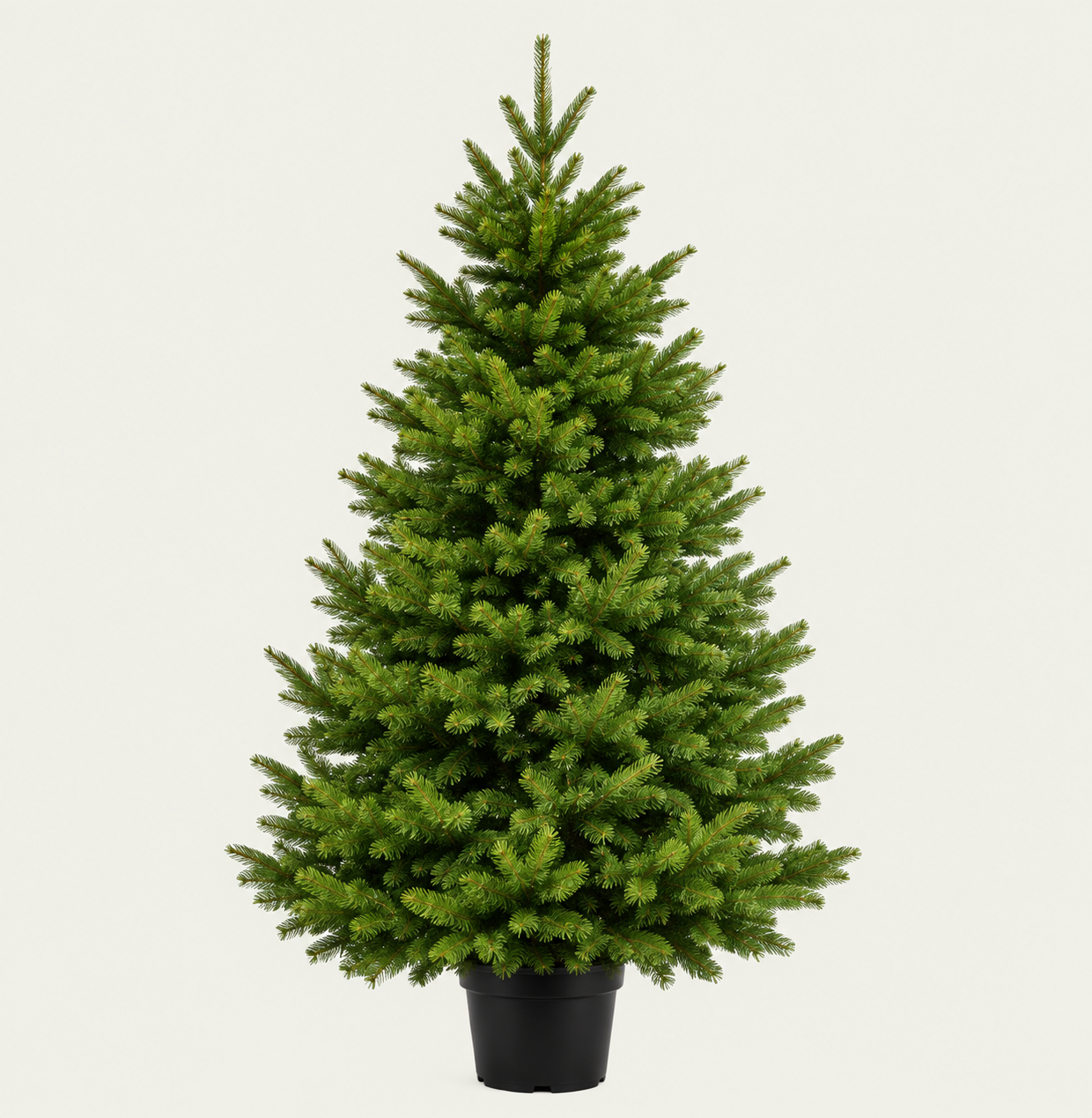 Abies Will's Zwerg Smal in pot